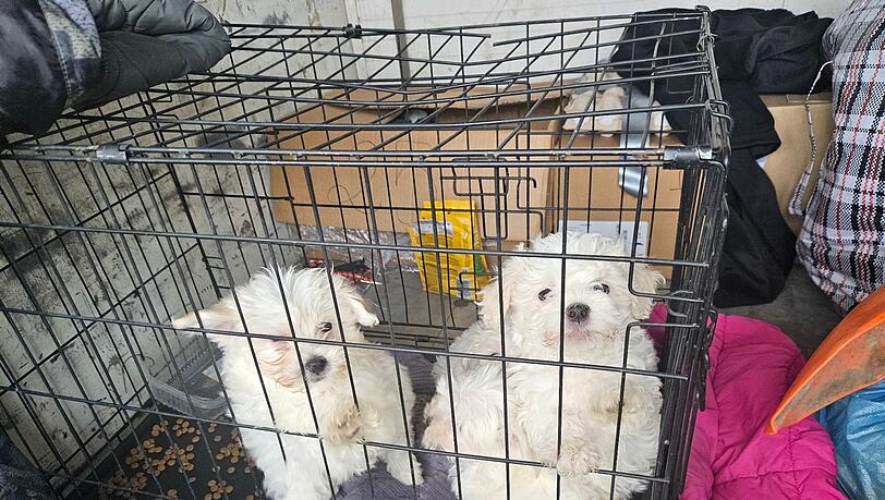 Zollbeamte entdeckten auf der A3 bei Würzburg mehrere verängstigte Hundewelpen ohne Papiere.