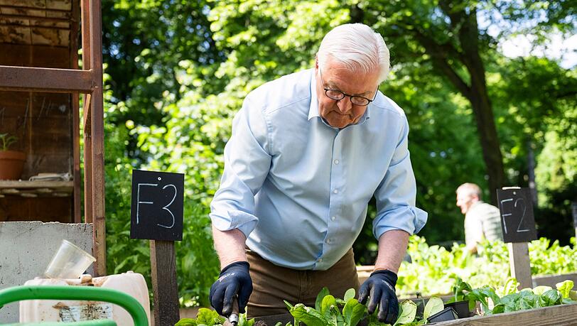 Steinmeier gärtnert in einem Hochbeet in Berlin-Neukölln. Steinmeier gärtnert in einem Hochbeet in Berlin-Neukölln.