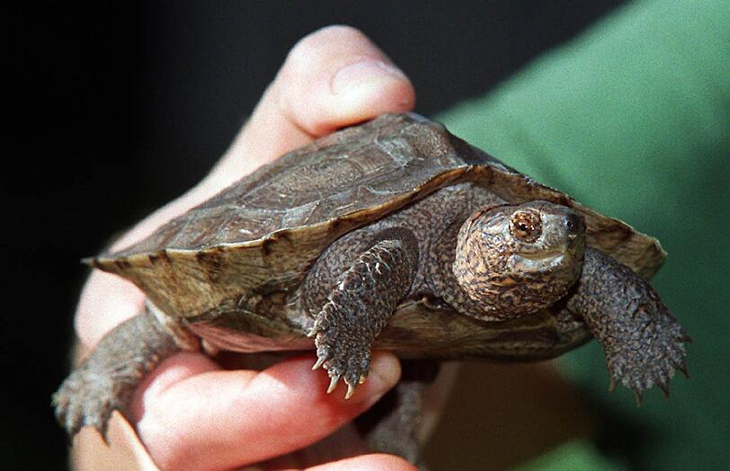 Eine Schildkröte hat Bewohner und Polizei in Taufkirchen am Sonntag auf Trab gehalten - nun wartet sie in München in der Auffangstation auf ihren potenziellen Besitzer. (Symbolbild)