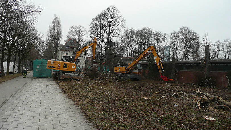 20 Bäume wurden am Dantebad gefällt. Die Stadtwerke wollen dafür 30 Ersatzbäume pflanzen.