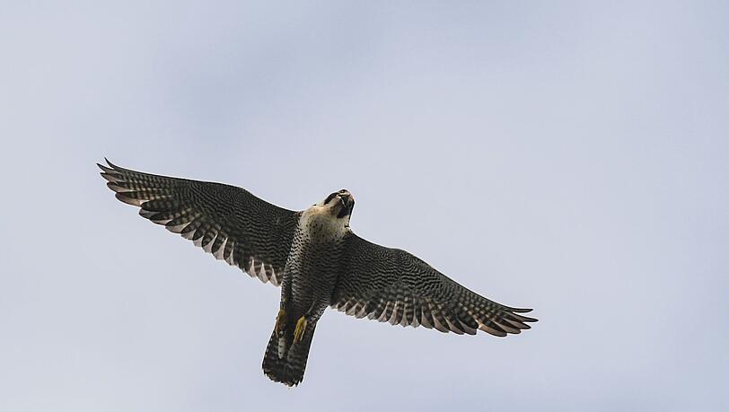 Das erste K&uuml;ken des Jahres der Wanderfalken auf der N&uuml;rnberger Kaiserburg ist da. (Symbolbild)