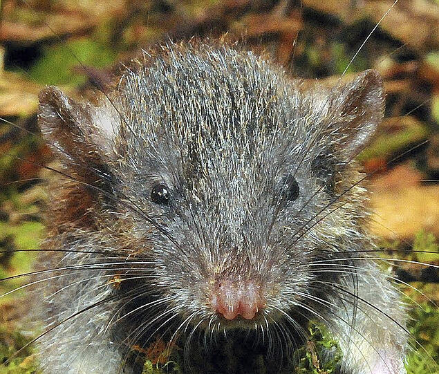 Die in Indonesien entdeckte Ratte Gracilimus radix bevorzugt anders als viele ihrer nächsten Verwandten nicht Fleisch als Hauptgericht: Der Allesfresser knabbert besonders gern an Wurzeln.