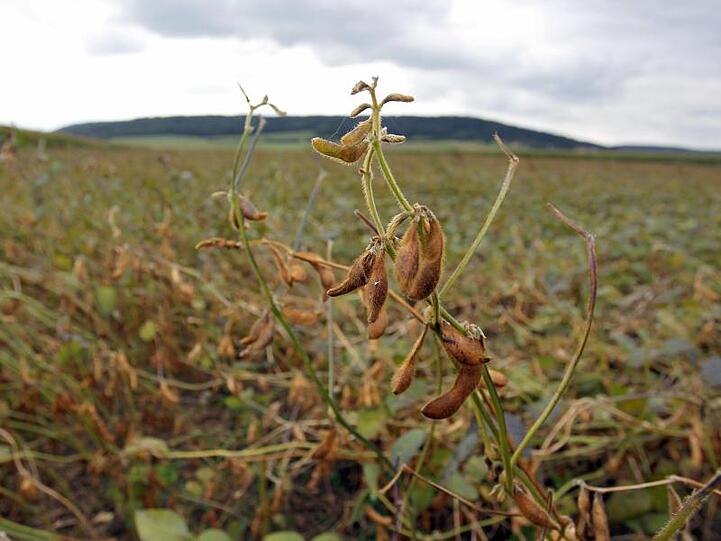 Sojabohnen ragen auf einem Soja-Feld empor. Foto: Daniel Karmann/Archiv