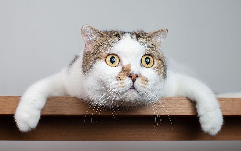 Franzosen haben das sprachlich noch eine Nummer größer auf Lager. Wer heiser ist, hat gleich eine ganze Katze im Hals: "avoir un chat dans la gorge". Ob bei dieser Redensart auch die Töne eine Rolle spielen, die Katzen von sich geben? Franzosen haben das sprachlich noch eine Nummer größer auf Lager. Wer heiser ist, hat gleich eine ganze Katze im Hals: "avoir un chat dans la gorge". Ob bei dieser Redensart auch die Töne eine Rolle spielen, die Katzen von sich geben?