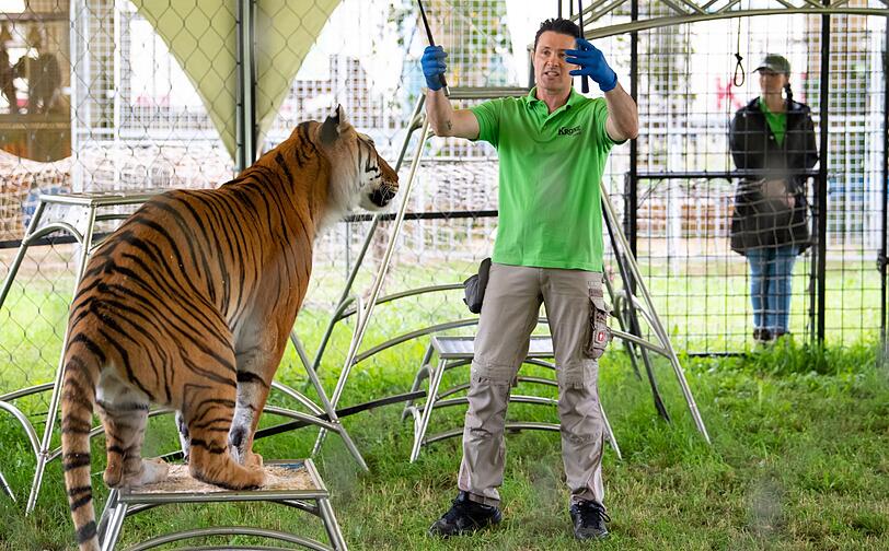 Alexander Lacey trainiert bei einem Presserundgang auf dem Gelände der Circus Krone Farm mit einem Tiger in seinem Gehege.