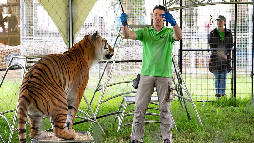 Alexander Lacey trainiert bei einem Presserundgang auf dem Gelände der Circus Krone Farm mit einem Tiger in seinem Gehege. Alexander Lacey trainiert bei einem Presserundgang auf dem Gelände der Circus Krone Farm mit einem Tiger in seinem Gehege.