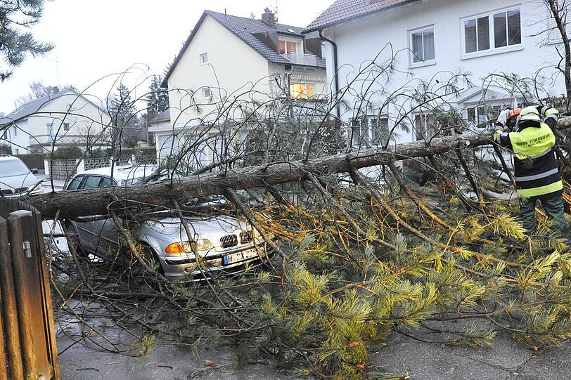So manch ein Baum hielt den Böen nicht stand - wie diese Kiefer in Waldtrudering. Sie flog quer über die Straße auf einen parkenden BMW.